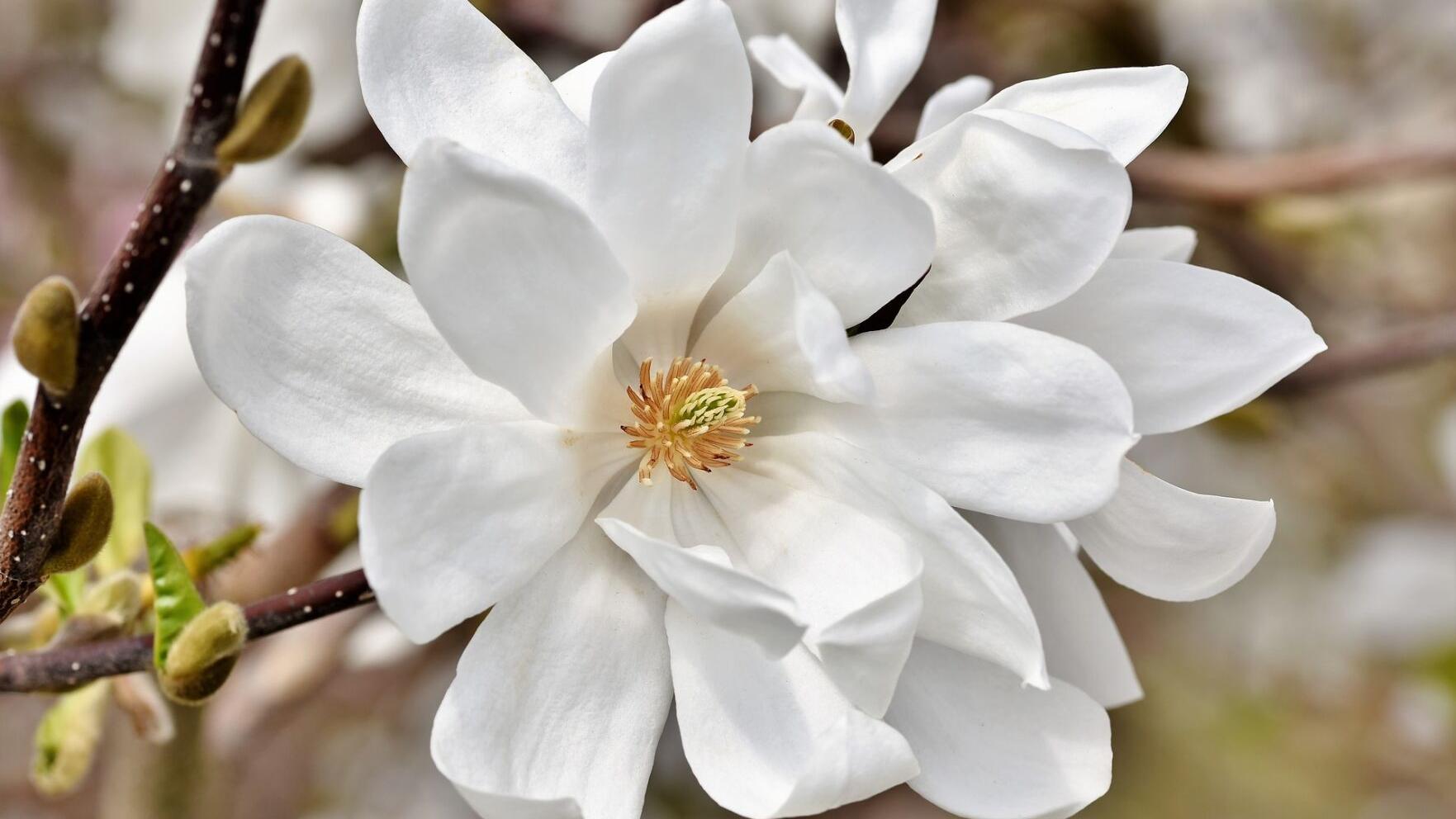 Sarah Browning: A pest that makes a mess